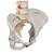 Colonna vertebrale flessibile classica, con bacino femminile - 3B Smart Anatomy, 1000124 [A58/4], Modelli di Colonna Vertebrale (Small)