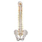 Colonna vertebrale flessibile, modello di lusso - 3B Smart Anatomy, 1000125 [A58/5], Modelli di Colonna Vertebrale