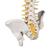 고급형 척추모형 Deluxe Flexible Human Spine Model with Sacral Opening - 3B Smart Anatomy, 1000125 [A58/5], 인체 척추 모형 (Small)