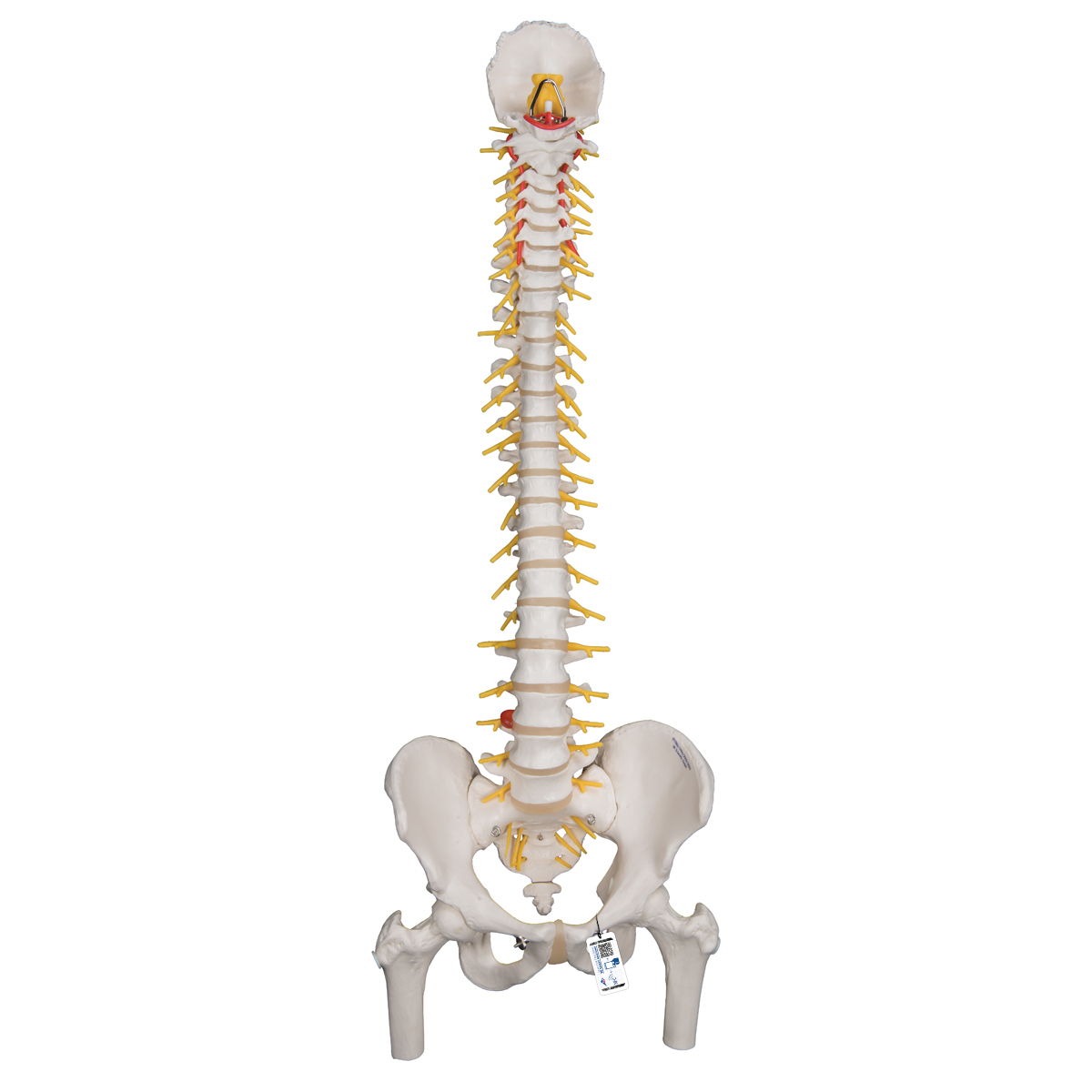 Le squelette humain - 1001630 - VR2113L - Skeletal System - 3B Scientific
