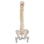 Deluxe Flexible Human Spine Model with Femur Heads & Sacral Opening - 3B Smart Anatomy, 1000126 [A58/6], Human Spine Models