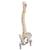 Deluxe Flexible Human Spine Model with Femur Heads & Sacral Opening - 3B Smart Anatomy, 1000126 [A58/6], Human Spine Models (Small)
