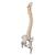 带股骨头的豪华型活动脊柱模型 - 3B Smart Anatomy, 1000126 [A58/6], 脊柱模型 (Small)
