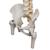 대퇴골두가 있는 유연한 척추 모형 Deluxe Flexible Spine Model with Femur Heads - 3B Smart Anatomy, 1000126 [A58/6], 인체 척추 모형 (Small)