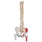 带股骨头和着色肌肉的豪华型活动脊柱模型 - 3B Smart Anatomy, 1000127 [A58/7], 脊柱模型