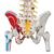 带股骨头和着色肌肉的豪华型活动脊柱模型 - 3B Smart Anatomy, 1000127 [A58/7], 脊柱模型 (Small)