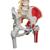 Colonna vertebrale flessibile, modello di lusso, con tronchi del femore e illustrazione dei muscoli - 3B Smart Anatomy, 1000127 [A58/7], Modelli di Colonna Vertebrale (Small)