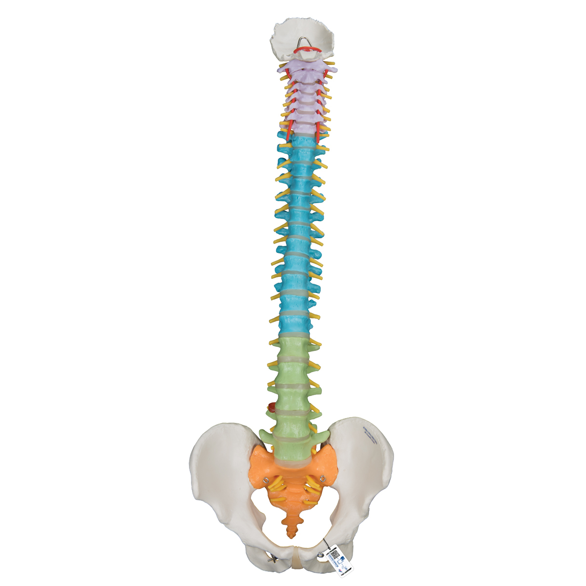 Colonne vertébrale flexible didactique - 3B Smart Anatomy - 1000128 - A58/8  - Colonnes vertébrales (rachis) - 3B Scientific