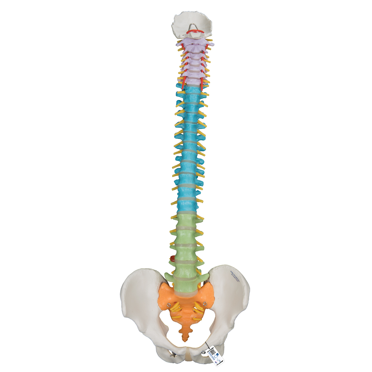 Spinal Column Chart