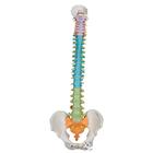 교육용 유연한 척추 모형, 1000128 [A58/8], 인체 척추 모형