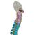 Didactic Flexible Human Spine Model - 3B Smart Anatomy, 1000128 [A58/8], Human Spine Models (Small)