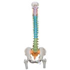 Дидактическая модель гибкого позвоночника с головками бедренных костей - 3B Smart Anatomy, 1000129 [A58/9], Модели позвоночника человека