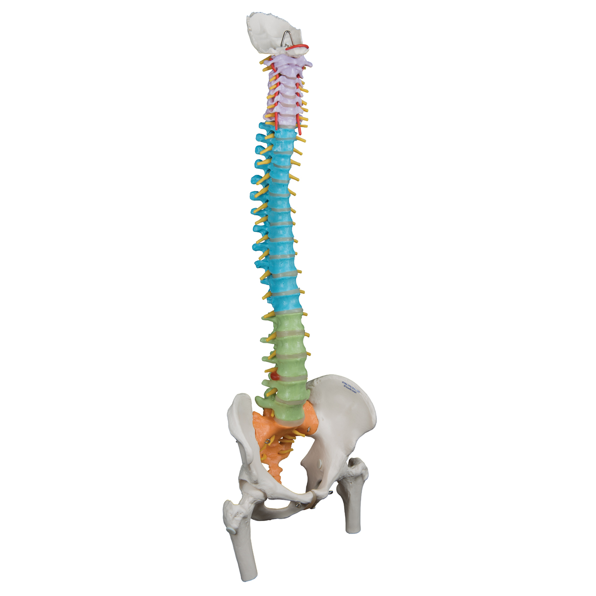 Anatomical Teaching Models - Plastic Spinal Column - Vertebrae 