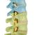Didactic Flexible Human Spine Model with Femur Heads - 3B Smart Anatomy, 1000129 [A58/9], Human Spine Models (Small)