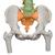 带股骨头的教学用活动脊柱模型 - 3B Smart Anatomy, 1000129 [A58/9], 脊柱模型 (Small)
