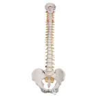 Colonne vertébrale flexible pour la forte sollicitation - 3B Smart Anatomy, 1000130 [A59/1], Colonnes vertébrales (rachis)