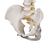 Columna flexible para uso intensivo - 3B Smart Anatomy, 1000130 [A59/1], Modelos de Columna vertebral (Small)