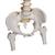 Модель позвоночника с повышенной гибкостью, с головками бедренных костей - 3B Smart Anatomy, 1000131 [A59/2], Модели позвоночника человека (Small)