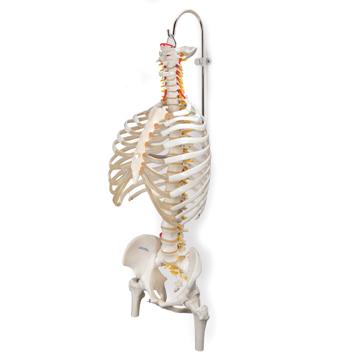 Skeleton Human Back Bones / Labeled Skeleton Back View Of Male Skeleton