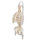 Stand for Spinal Columns and Skeletons, 3 part, 1000132 [A59/8], Human Spine Models (Small)