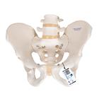 Medencei csontváz, férfi - 3B Smart Anatomy, 1000133 [A60], Nemi szerv és medence modellek
