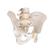 男性骨盆骨骼模型 - 3B Smart Anatomy, 1000133 [A60], 生殖和骨盆模型 (Small)