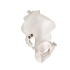Becken-Skelett Modell, m&auml;nnlich, 1000133 [A60], Genital- und Beckenmodelle (Small)
