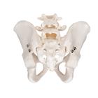 Human Male Pelvis Skeleton Model, 1000133 [A60], Genital and Pelvis Models (Small)