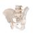 Erkek Pelvis Modeli - 3B Smart Anatomy, 1000133 [A60], Cinsel Organ ve Kalça Modelleri (Small)