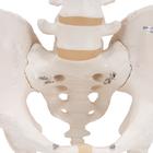 Esqueleto de la pelvis, masculino, 1000133 [A60], Modelos de Pelvis y Genitales (Small)