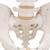 Esqueleto pélvis masculina, 1000133 [A60], Modelo de genitália e pelve (Small)
