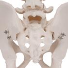 Human Male Pelvis Skeleton Model, 1000133 [A60], Genital and Pelvis Models (Small)