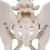 Esqueleto pélvis masculina, 1000133 [A60], Modelo de genitália e pelve (Small)