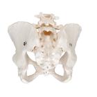 Human Female Pelvic Skeleton Model, 1000134 [A61], Genital and Pelvis Models (Small)