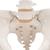 Esqueleto pélvico feminino, 1000134 [A61], Modelo de genitália e pelve (Small)