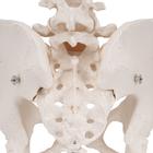 Esqueleto de la Pelvis, femenino, 1000134 [A61], Modelos de Pelvis y Genitales (Small)