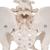 Human Female Pelvic Skeleton Model - 3B Smart Anatomy, 1000134 [A61], Genital and Pelvis Models (Small)