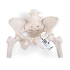 灵活安装的女性骨盆，带股骨头 - 3B Smart Anatomy, 1019865 [A62/1], 生殖和骨盆模型