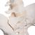 灵活安装的女性骨盆，带股骨头 - 3B Smart Anatomy, 1019865 [A62/1], 生殖和骨盆模型 (Small)