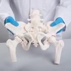 Гибкий женский таз с головками Femur, 1019865 [A62/1], Модели гениталий и таза (Small)