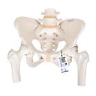 Becken-Skelett Modell, weiblich, mit Oberschenkelstümpfen - 3B Smart Anatomy, 1000135 [A62], Genital- und Beckenmodelle