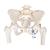 Squelette du bassin, féminin, avec moignons de fémur - 3B Smart Anatomy, 1000135 [A62], Modèles partie génitale et bassin (Small)