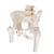 여성골반모형과 대퇴골 Pelvic Skeleton, female, with movable femur heads - 3B Smart Anatomy, 1000135 [A62], 생식기 및 골반 모델 (Small)