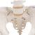 Esqueleto pélvico feminino, com cabeças de fêmur móveis, 1000135 [A62], Modelo de genitália e pelve (Small)