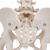 Squelette du bassin, féminin, avec moignons de fémur - 3B Smart Anatomy, 1000135 [A62], Modèles partie génitale et bassin (Small)