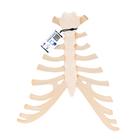 Модель грудины с реберными хрящами - 3B Smart Anatomy, 1000136 [A69], Модели отдельных костей
