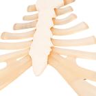 Brustbein Modell mit Rippenknorpel, 1000136 [A69], Einzelne Knochenmodelle (Small)