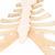 Human Sternum Model with Rib Cartilage - 3B Smart Anatomy, 1000136 [A69], Individual Bone Models (Small)
