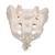 Osso sacro con coccige - 3B Smart Anatomy, 1000139 [A70/6], Modelli singoli di ossa (Small)