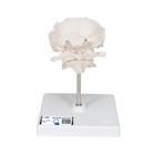 Atlas ve eksen, oksipitalle, çıkartılabilir destek üzerinde montajlı - 3B Smart Anatomy, 1000142 [A71/5], Tek kemik modelleri